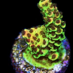 Red Cadillac Acropora
