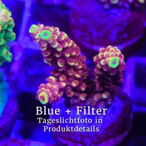 Dragons Breath -WYSIWYG