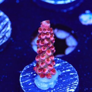 Trainwreck – WYSIWYG