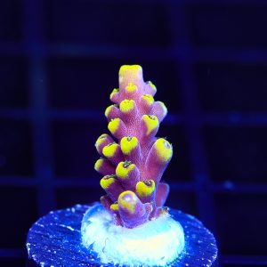 Lunar Lemonade – WYSIWYG