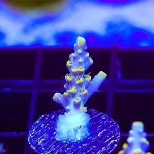 Dark Crystal – WYSIWYG