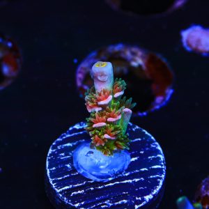 Circus Freak – WYSIWYG