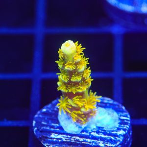 Walt Disney – WYSIWYG