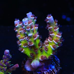 Trophy Wife – WYSIWYG