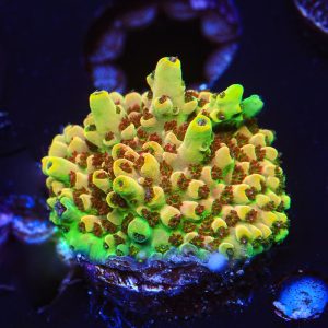 Harvey Wallbanger – WYSIWYG