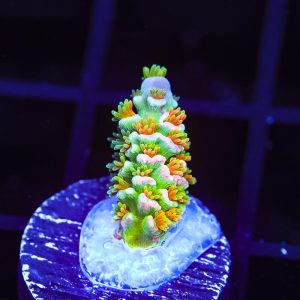 Bioshock – WYSIWYG