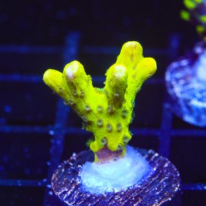 The Thing – WYSIWYG