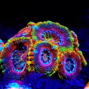Trachyphyllia Rainbow